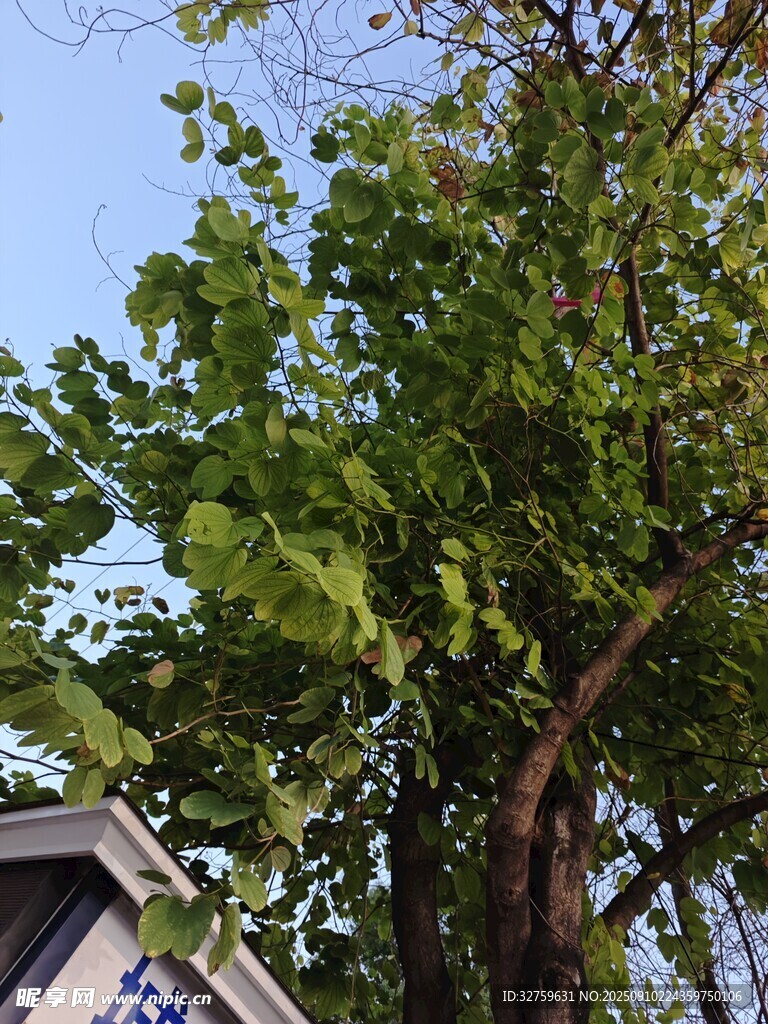 屋旁綠樹生機(jī)盎然