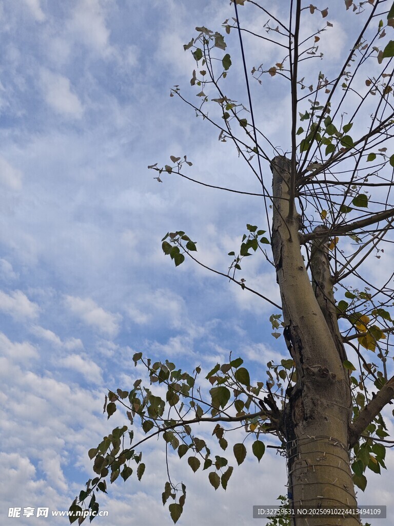 仰望天空下的挺拔樹木