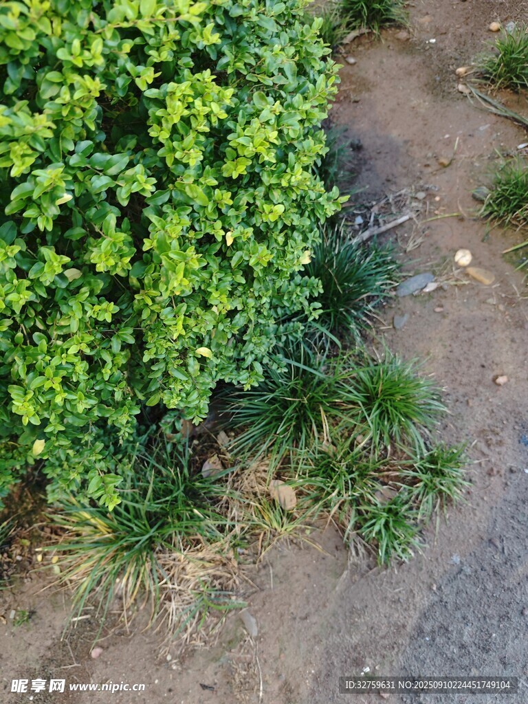 路邊翠綠灌木叢