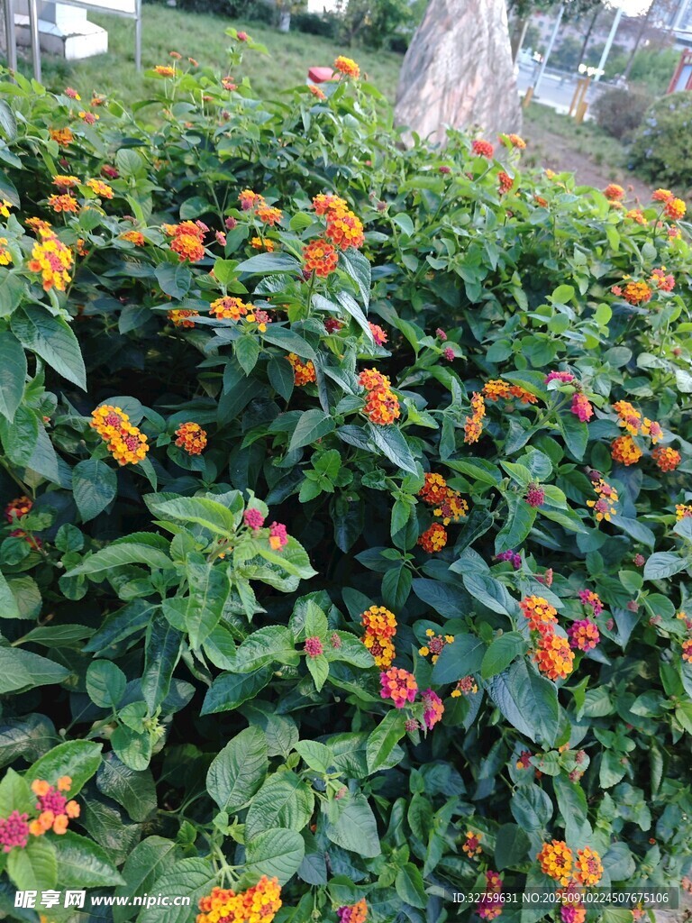 多彩花叢綻放絢爛花朵