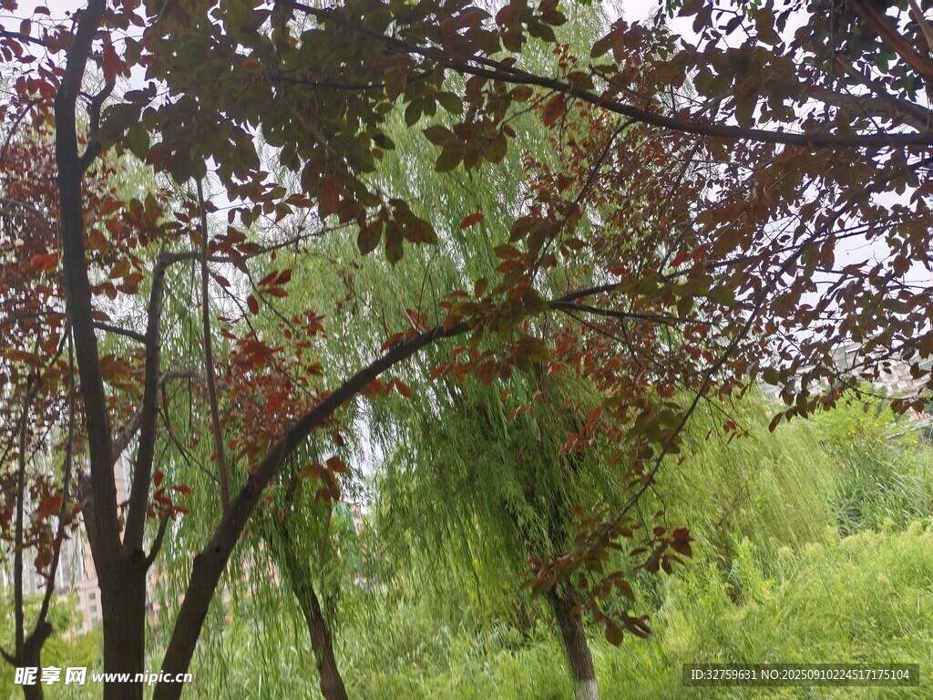 林間垂柳與多彩樹葉景色