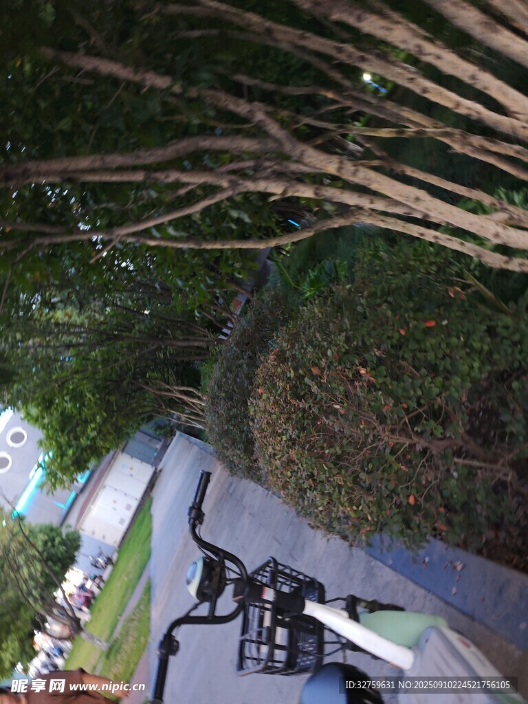騎行者穿梭于樹(shù)林間