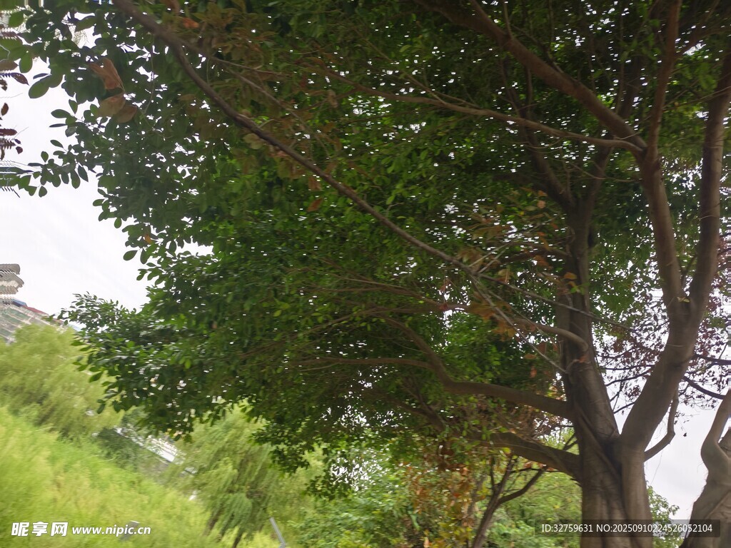綠意盎然的繁茂樹(shù)木