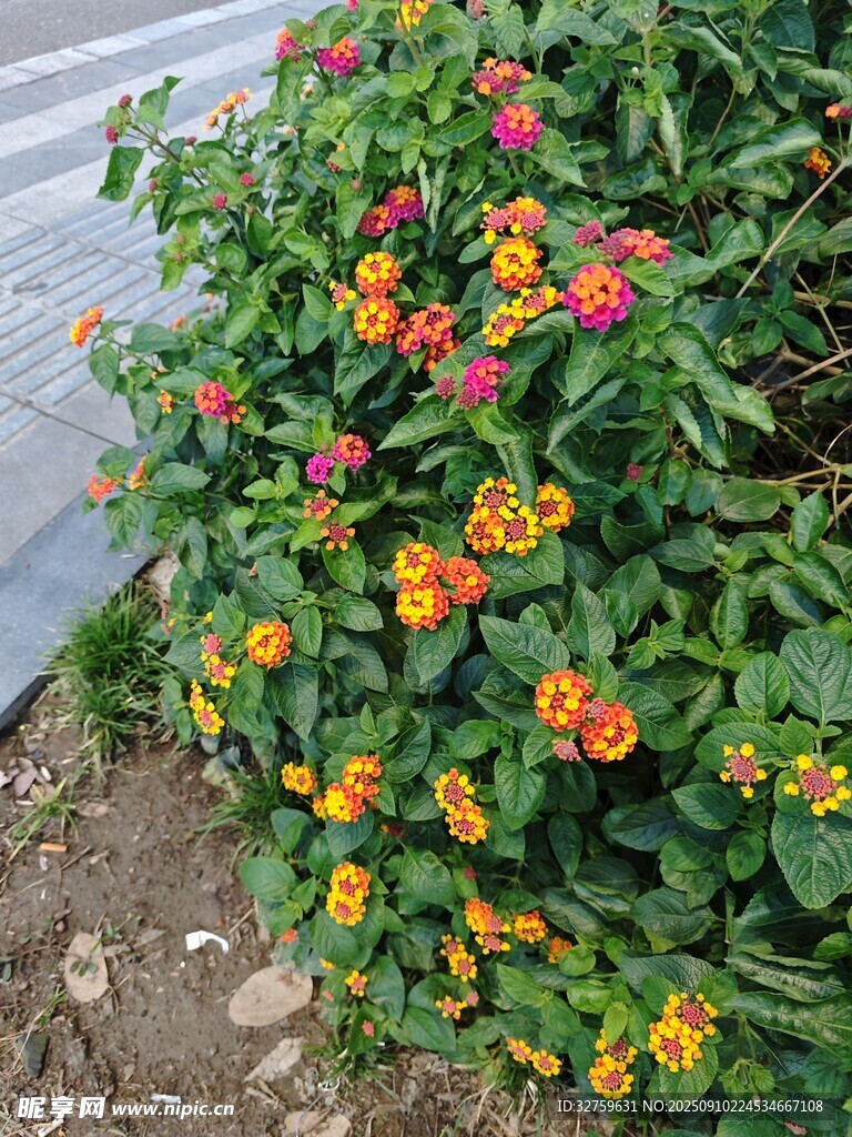 多彩花卉綻放生機