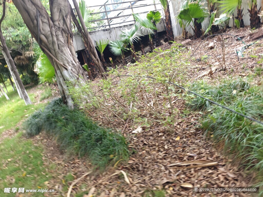 戶外林地植物景觀