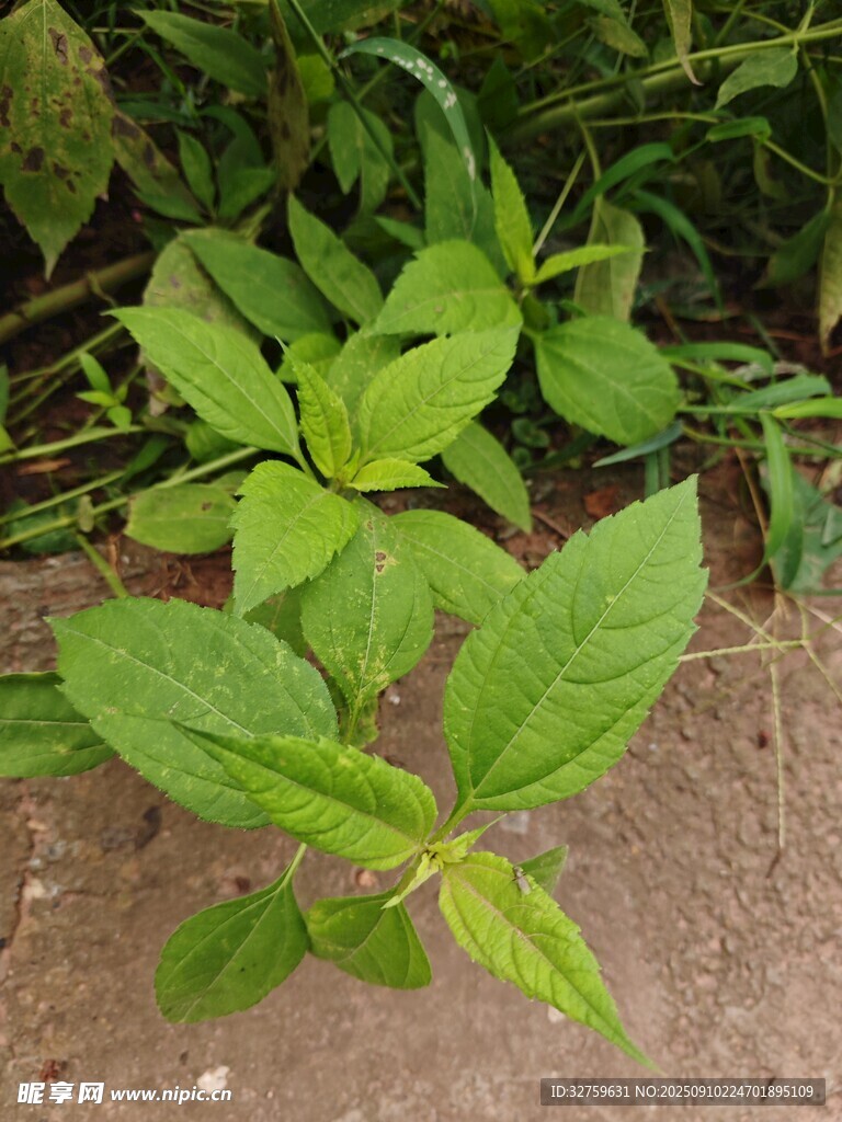 嫩綠植物特寫
