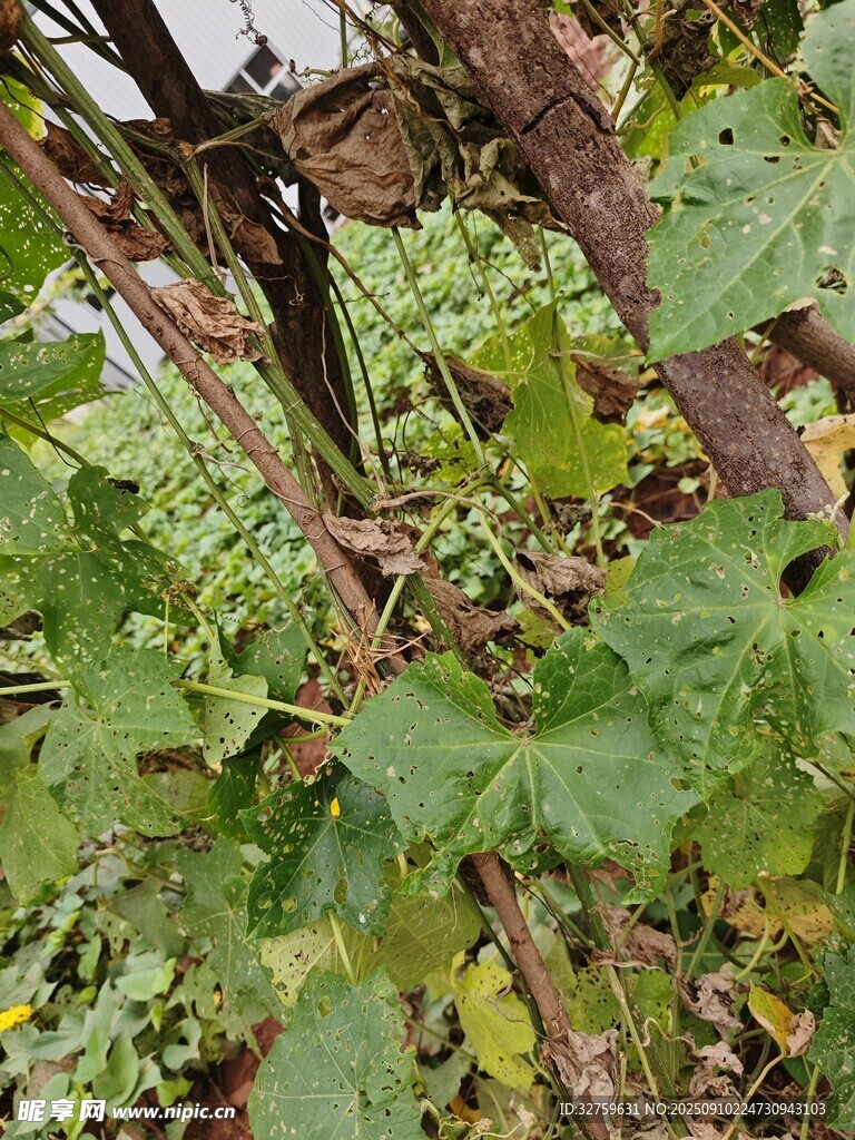 藤蔓間的隱秘鳥巢