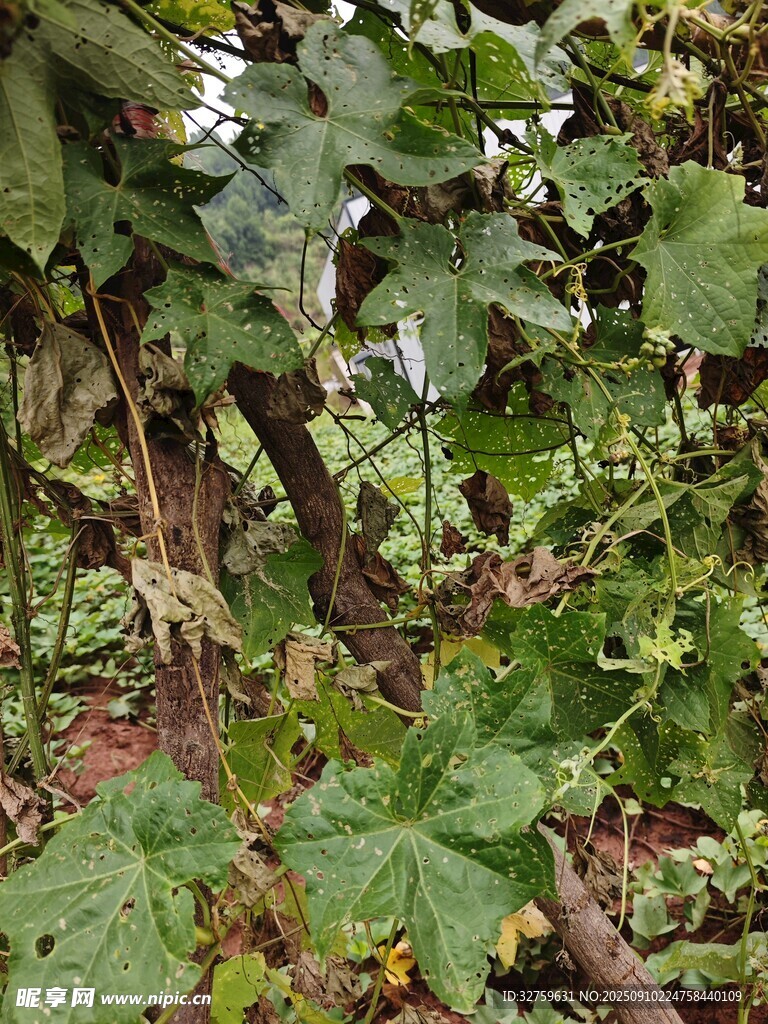 繁茂綠植中的藤蔓與葉片