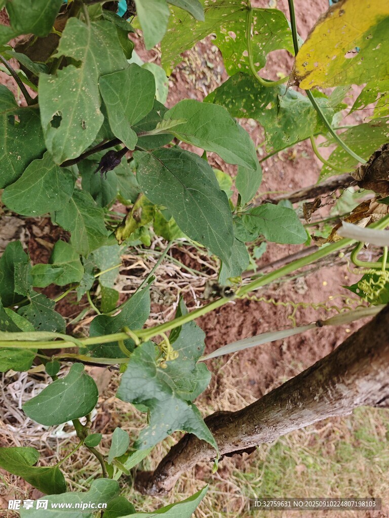 草叢中的爬行小動(dòng)物