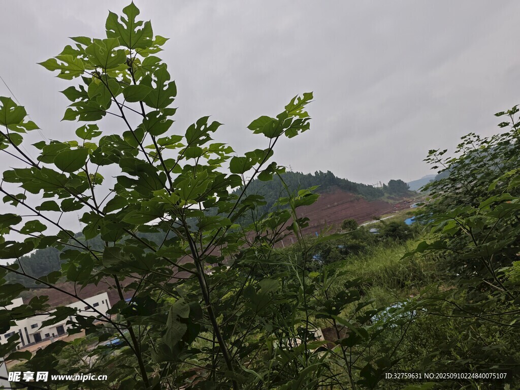山間綠植 