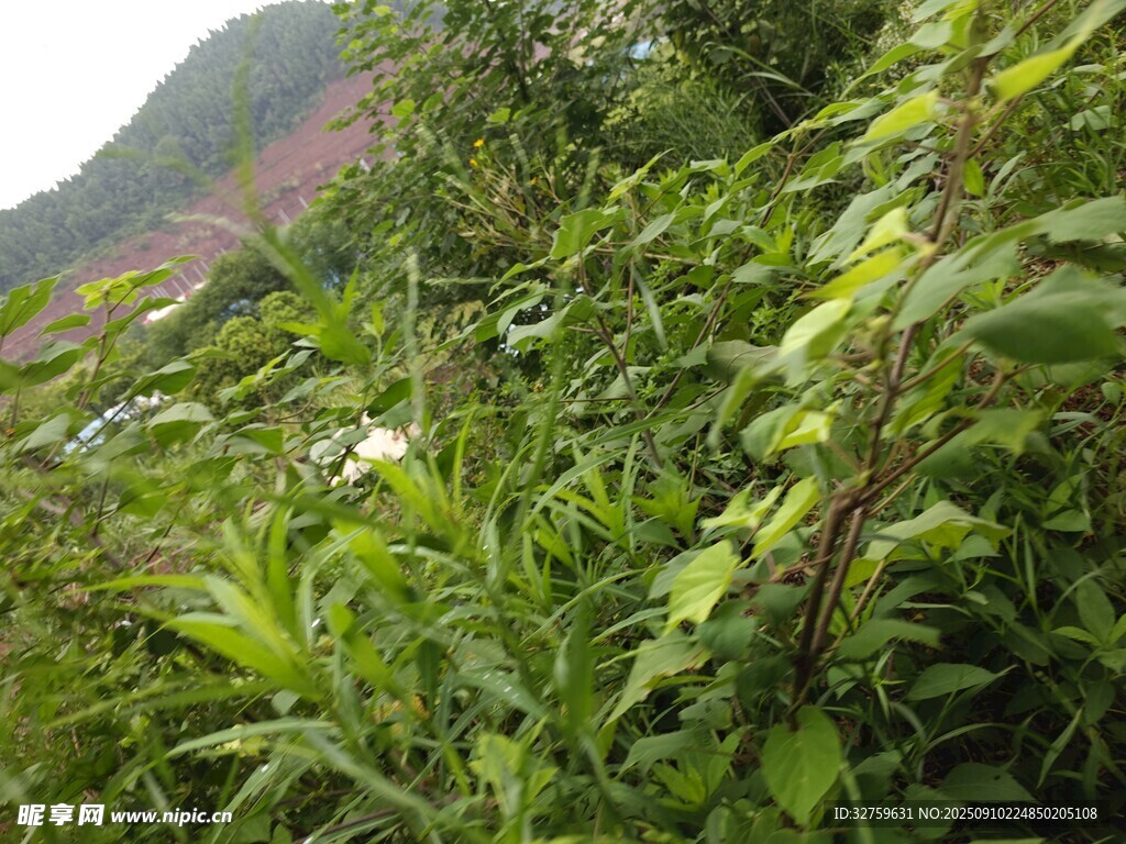 山間繁茂綠植景觀