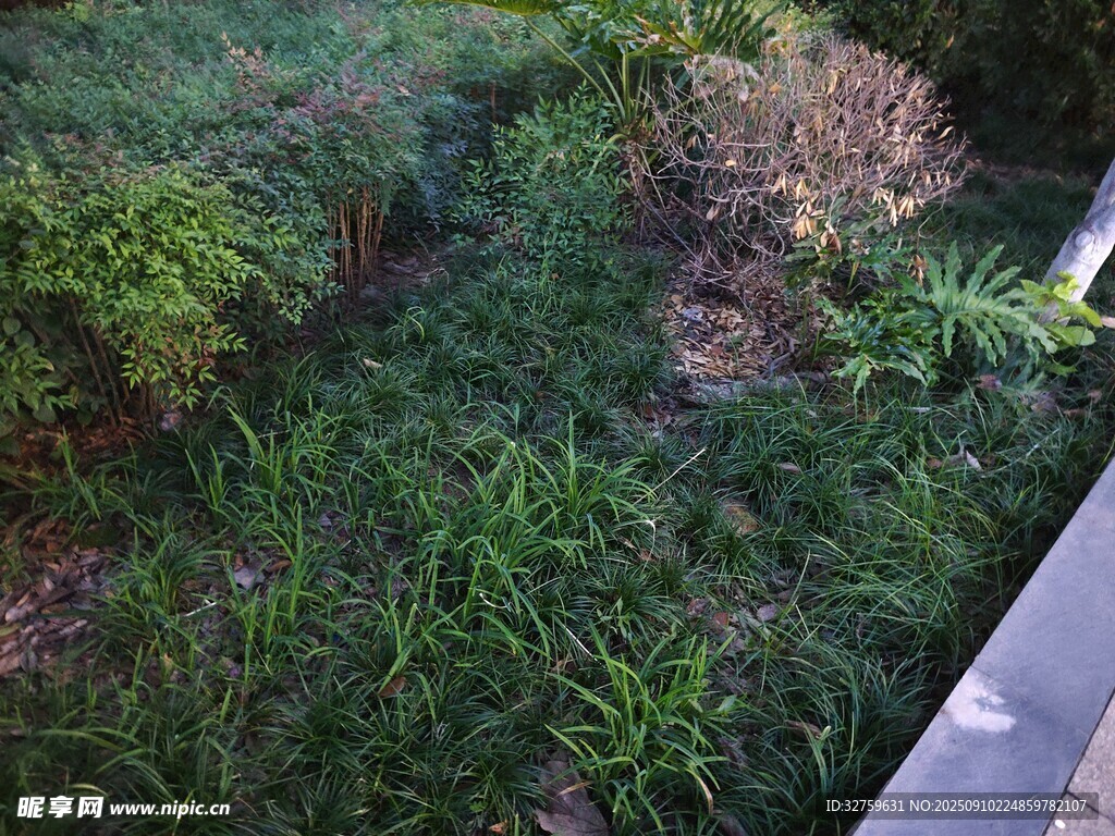 戶外草地綠植景象