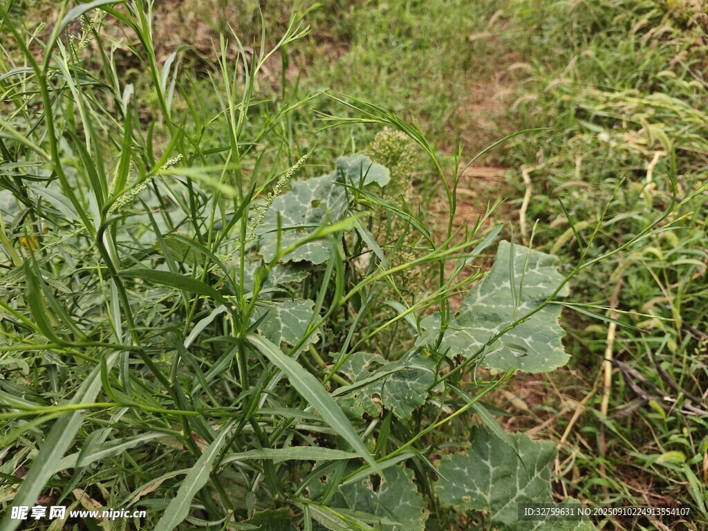 田野中的綠色植物