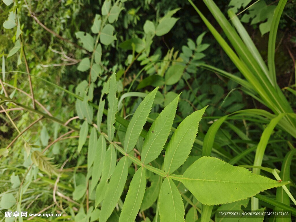 翠綠繁茂的野生植物景象