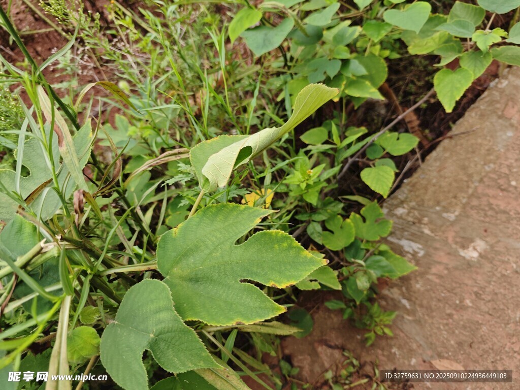 路邊生長的多樣綠色植物