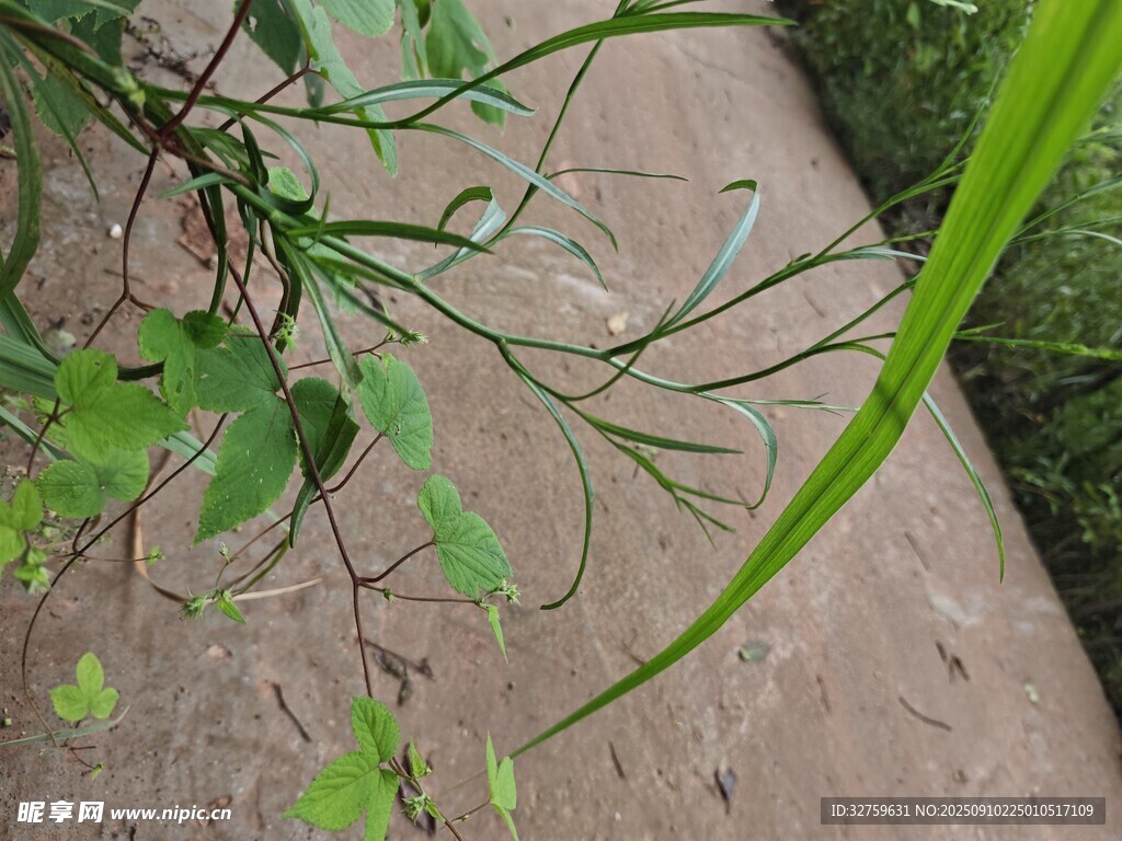 綠葉垂于石旁的自然景致