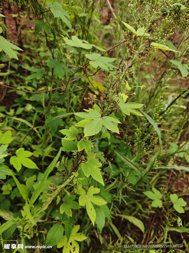 野外繁茂的綠色植物