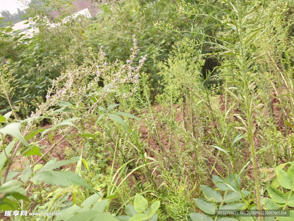 野外繁茂的綠色植物景觀