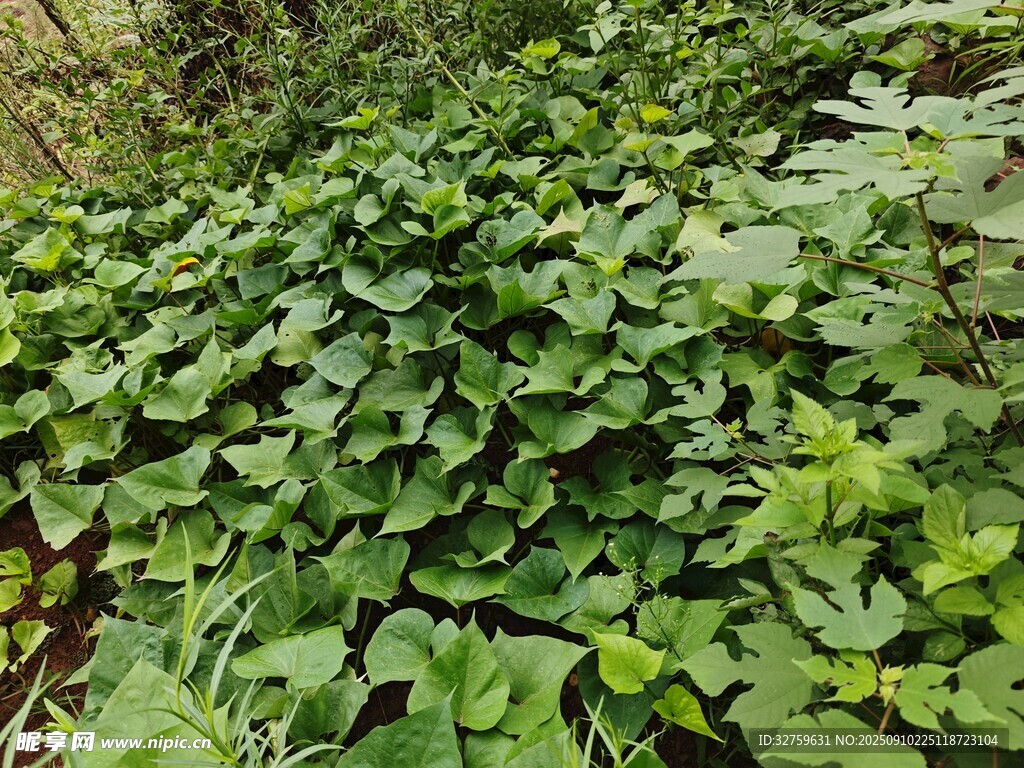 繁茂綠葉植物景觀