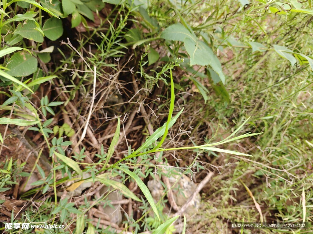 草叢中的綠色植物景象