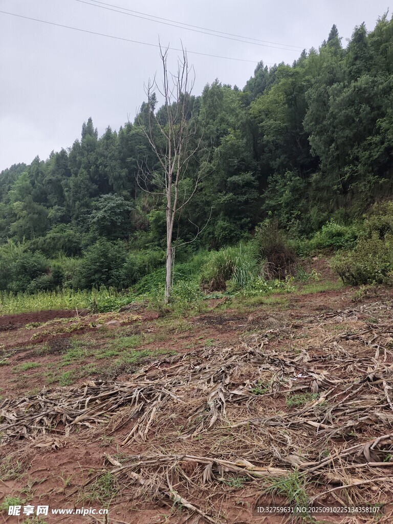 山林邊的開墾土地