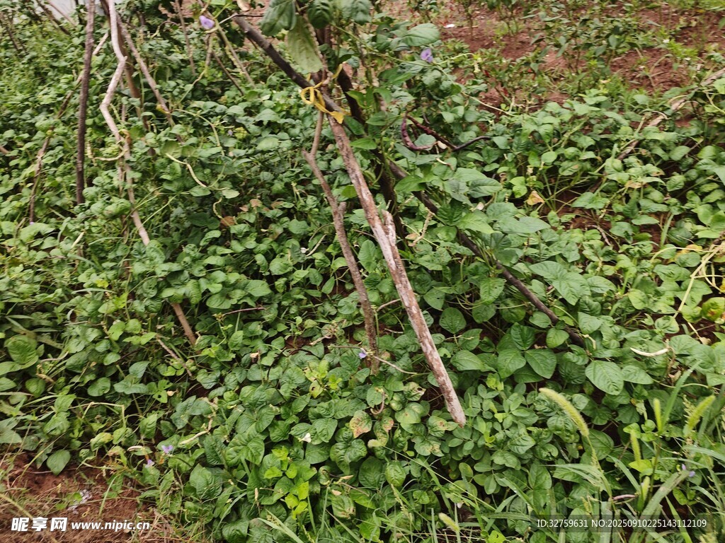地面繁茂綠植與交錯(cuò)樹根