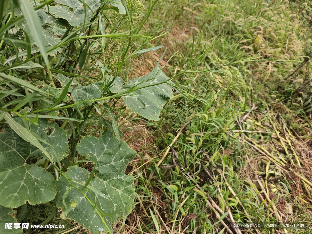 野外繁茂的綠色植物景觀
