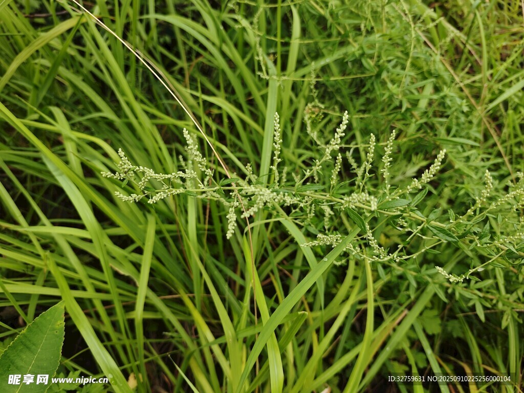 翠綠繁茂的野生草本植物