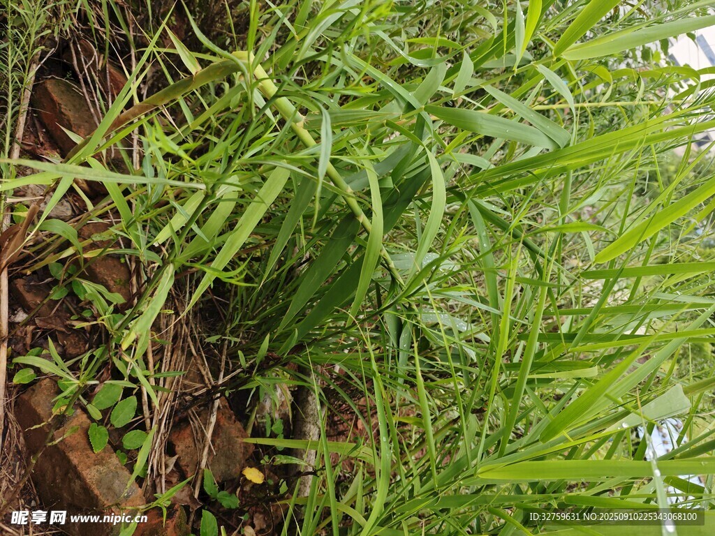 翠綠垂蔓蕨類植物特寫