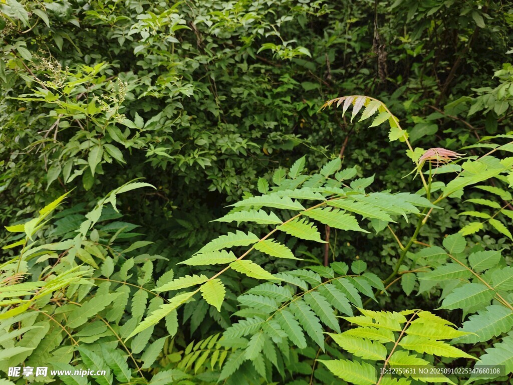 繁茂蕨類植物景觀