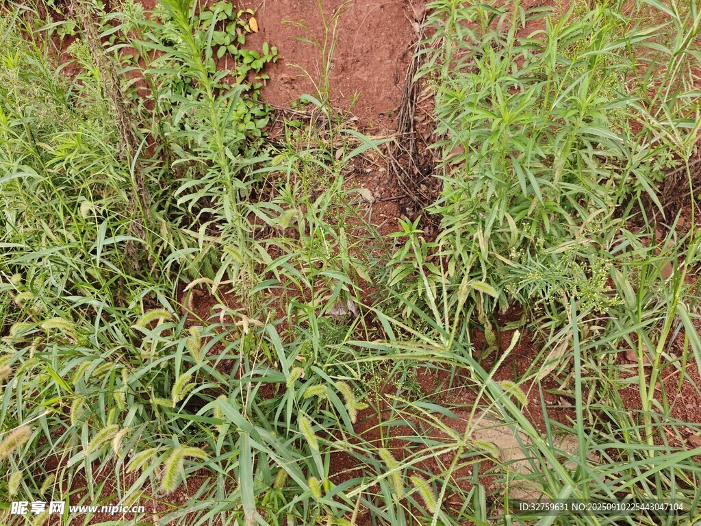 田間綠色植物特寫