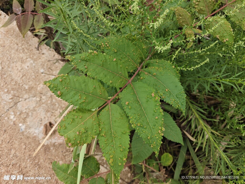 綠葉植物于磚石旁生長