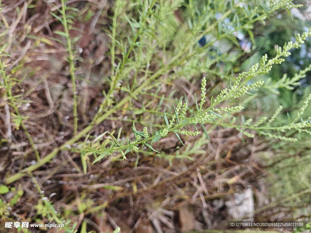 茂密綠植特寫