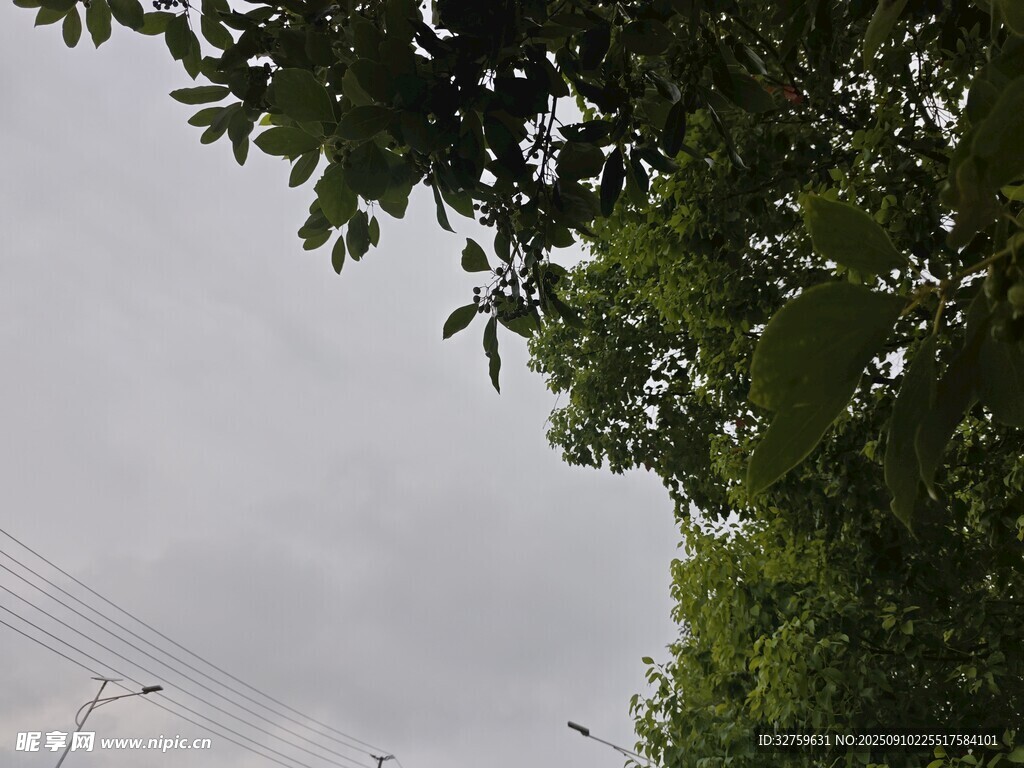 綠樹掩映下的陰沉天空