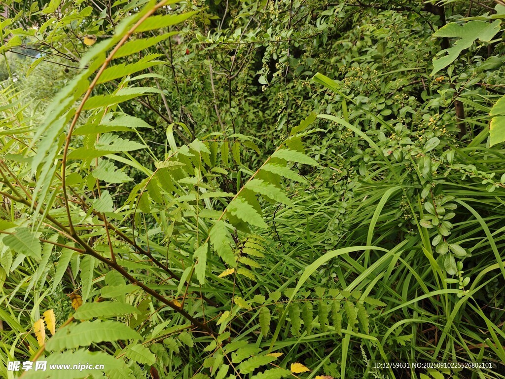茂密蕨類植物景觀