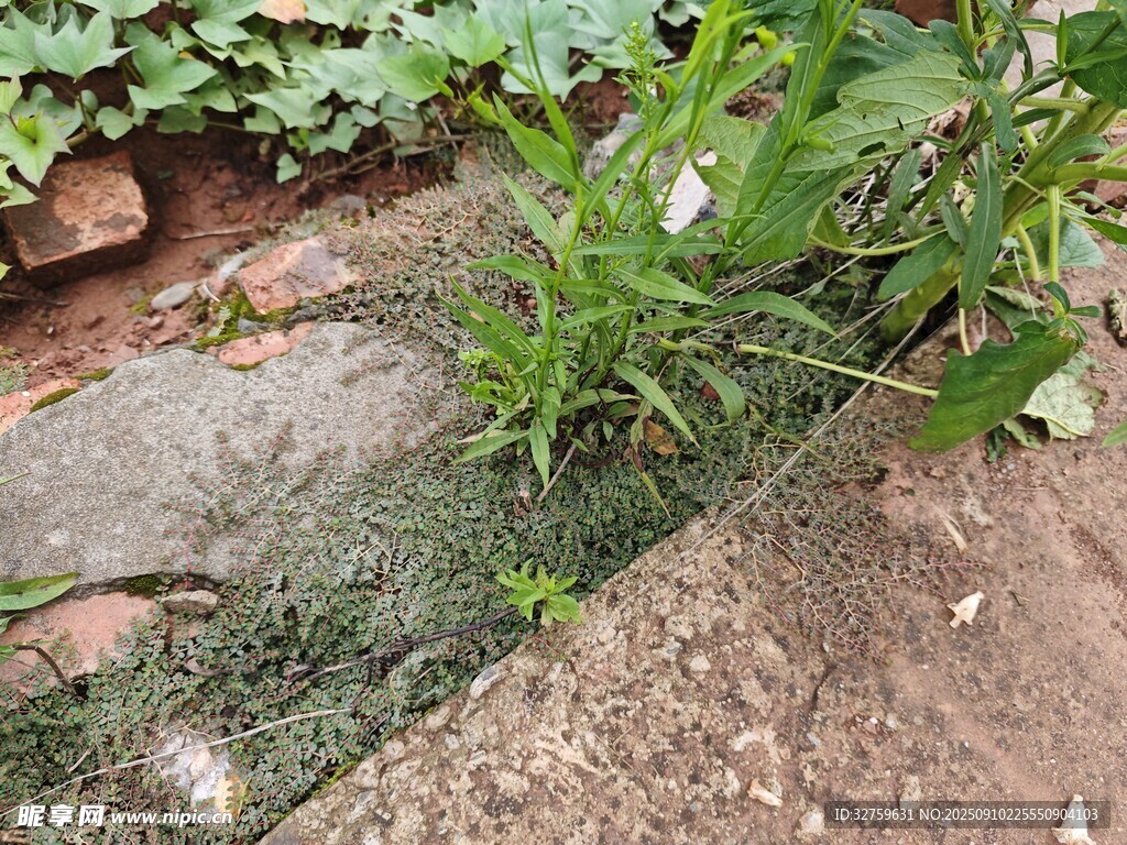 磚縫中生長的綠色植物