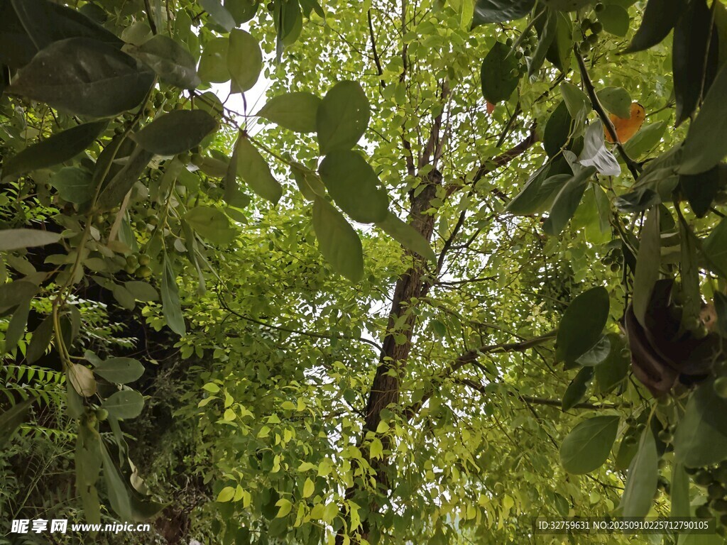 仰視繁茂綠植景觀