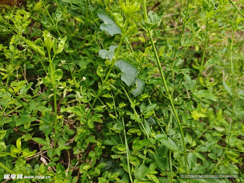 茂密綠植景觀