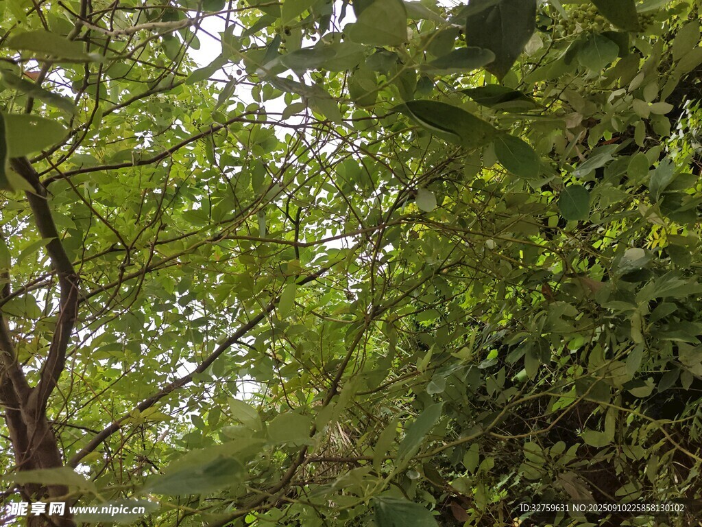 茂密樹林綠意盎然