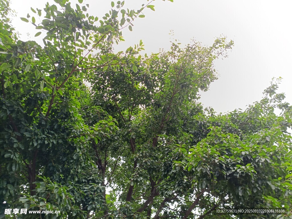 茂密綠樹(shù) 