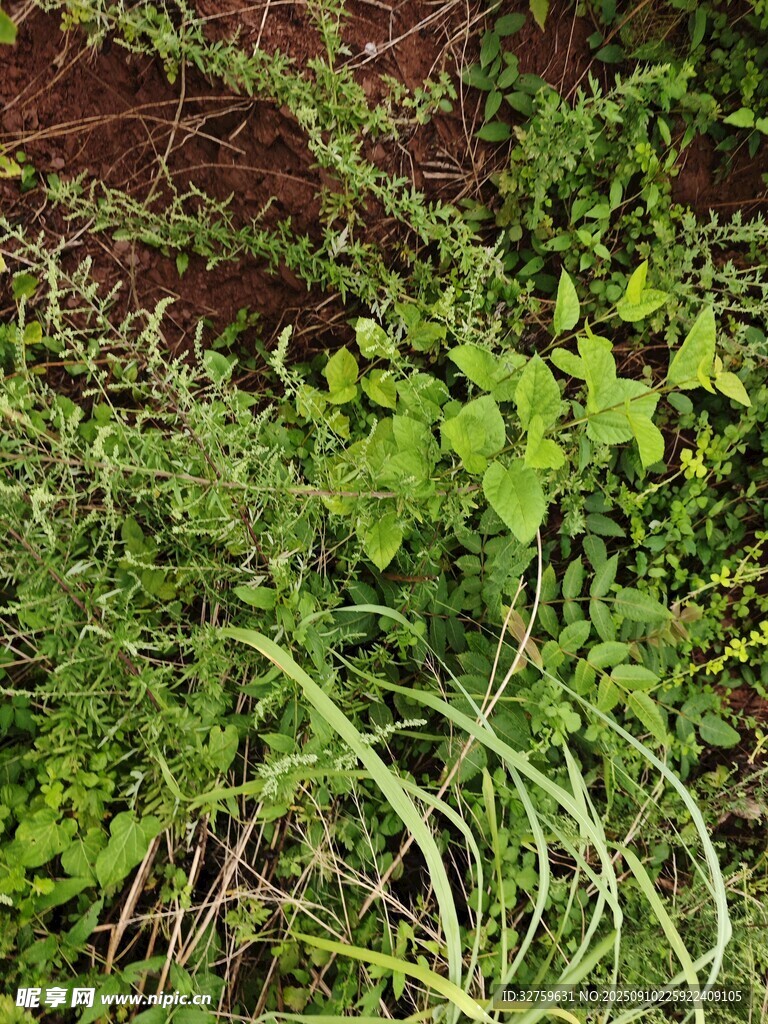 繁茂綠植