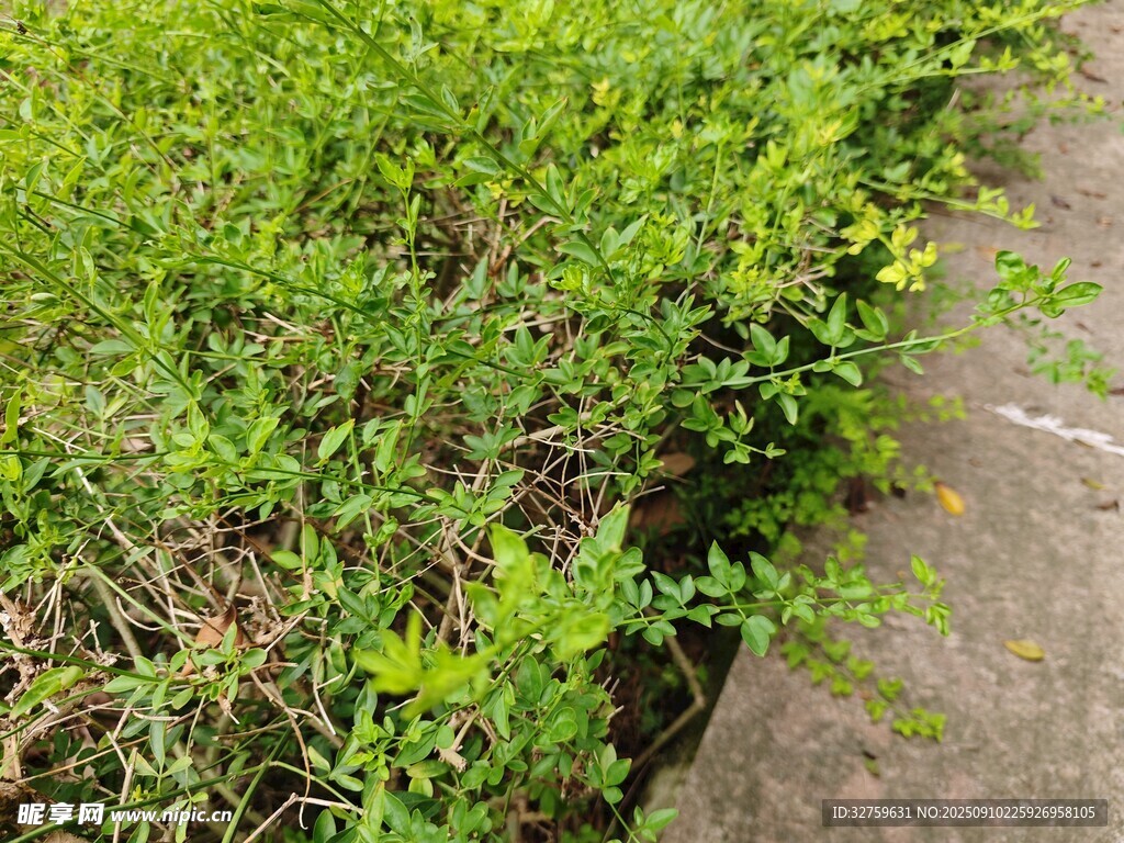 路邊翠綠繁茂的叢生植物