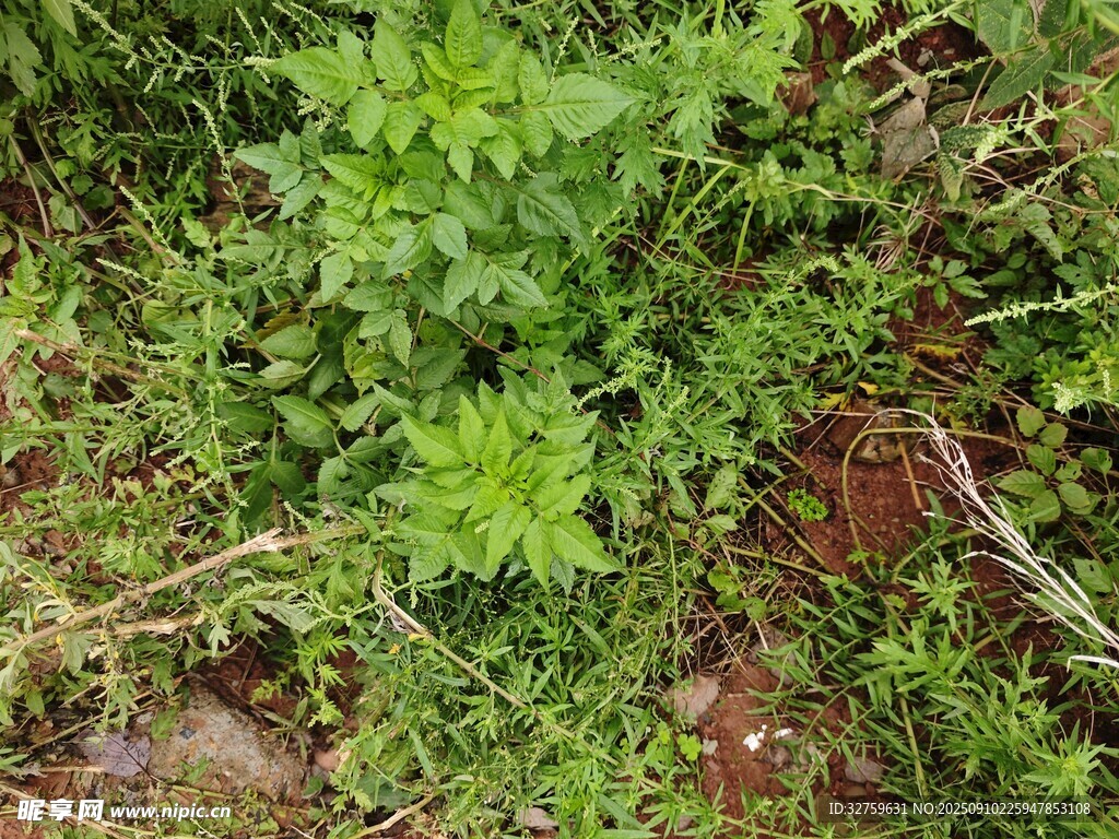 野外生長的嫩綠植物