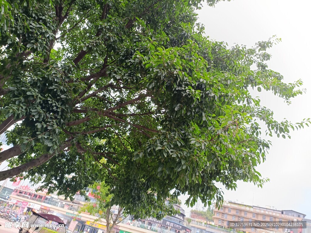 綠葉繁茂的街邊樹木
