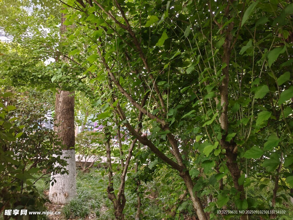 茂密樹林綠意盎然
