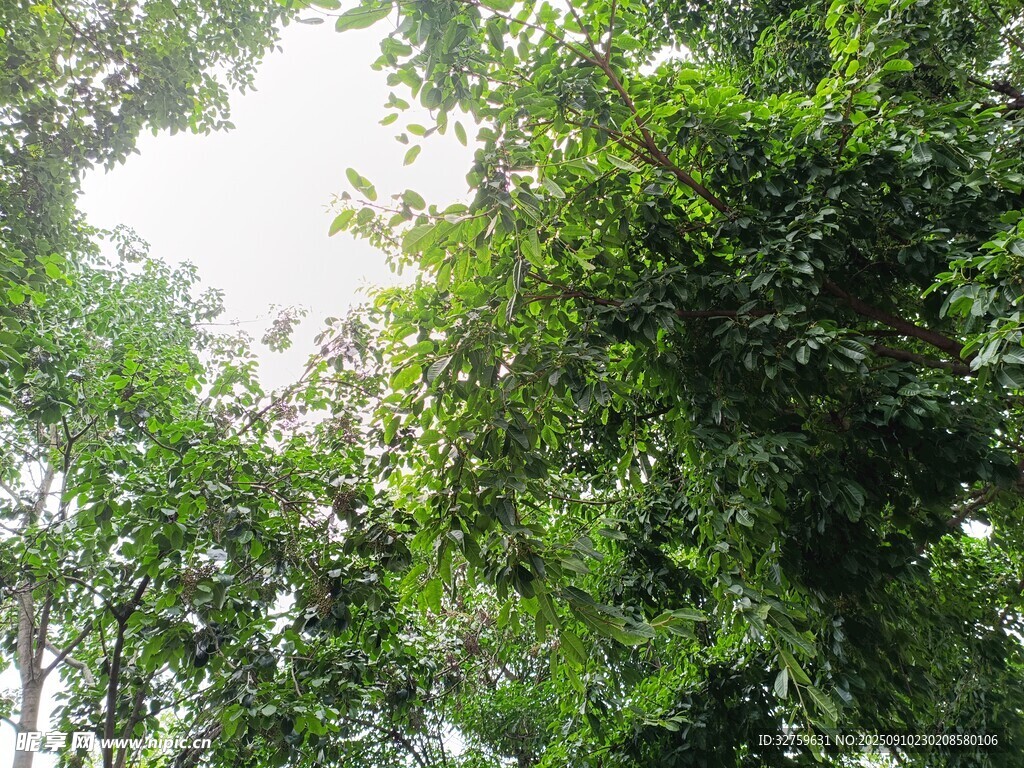 茂密叢林綠意盎然