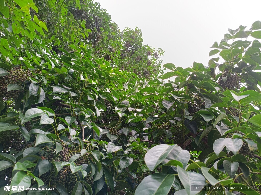 繁茂綠葉植物景觀