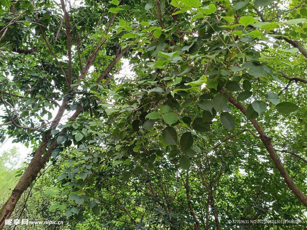 茂密樹林綠意盎然