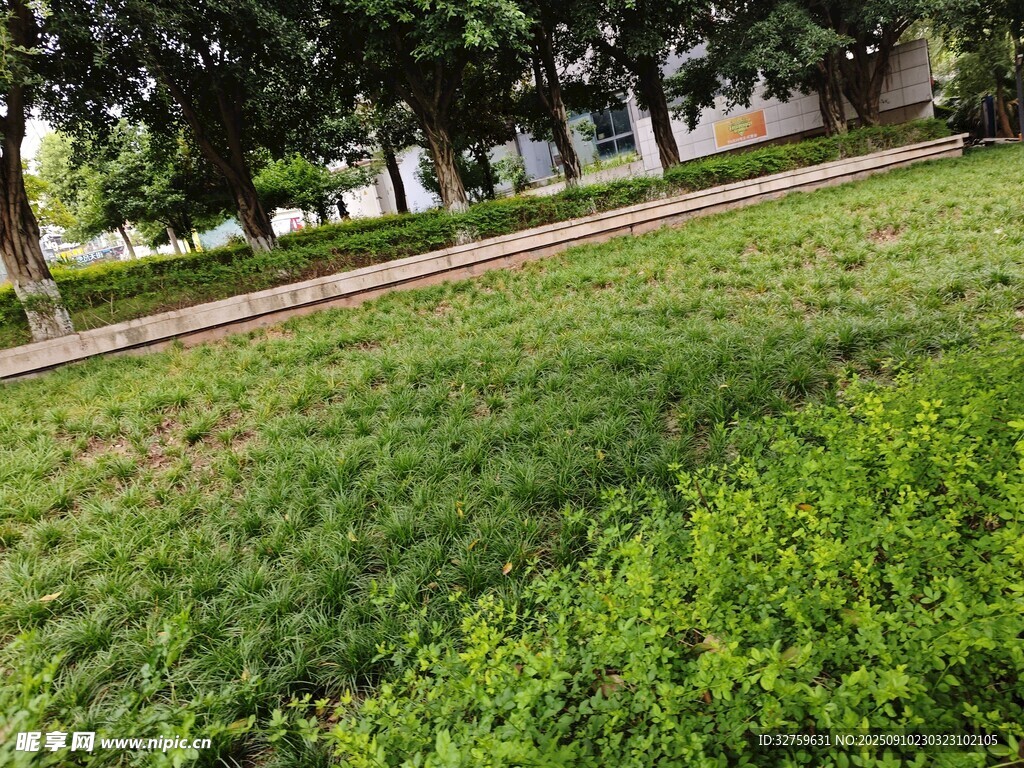 戶外翠綠草地與樹木景觀