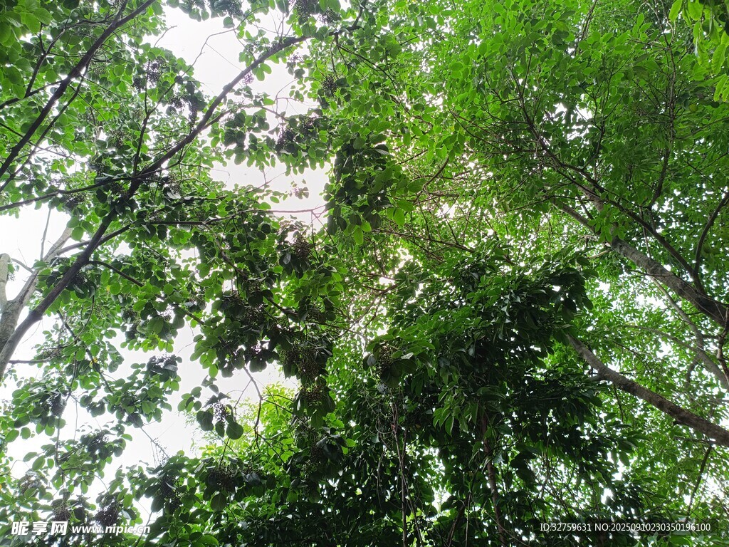 茂密樹林綠意盎然